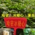 烟薯苗红薯苗蜜薯苗番薯苗地瓜苗高端红薯苗