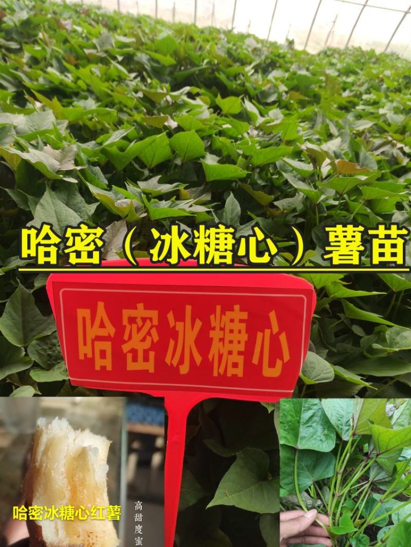 烟薯苗红薯苗蜜薯苗番薯苗地瓜苗高端红薯苗