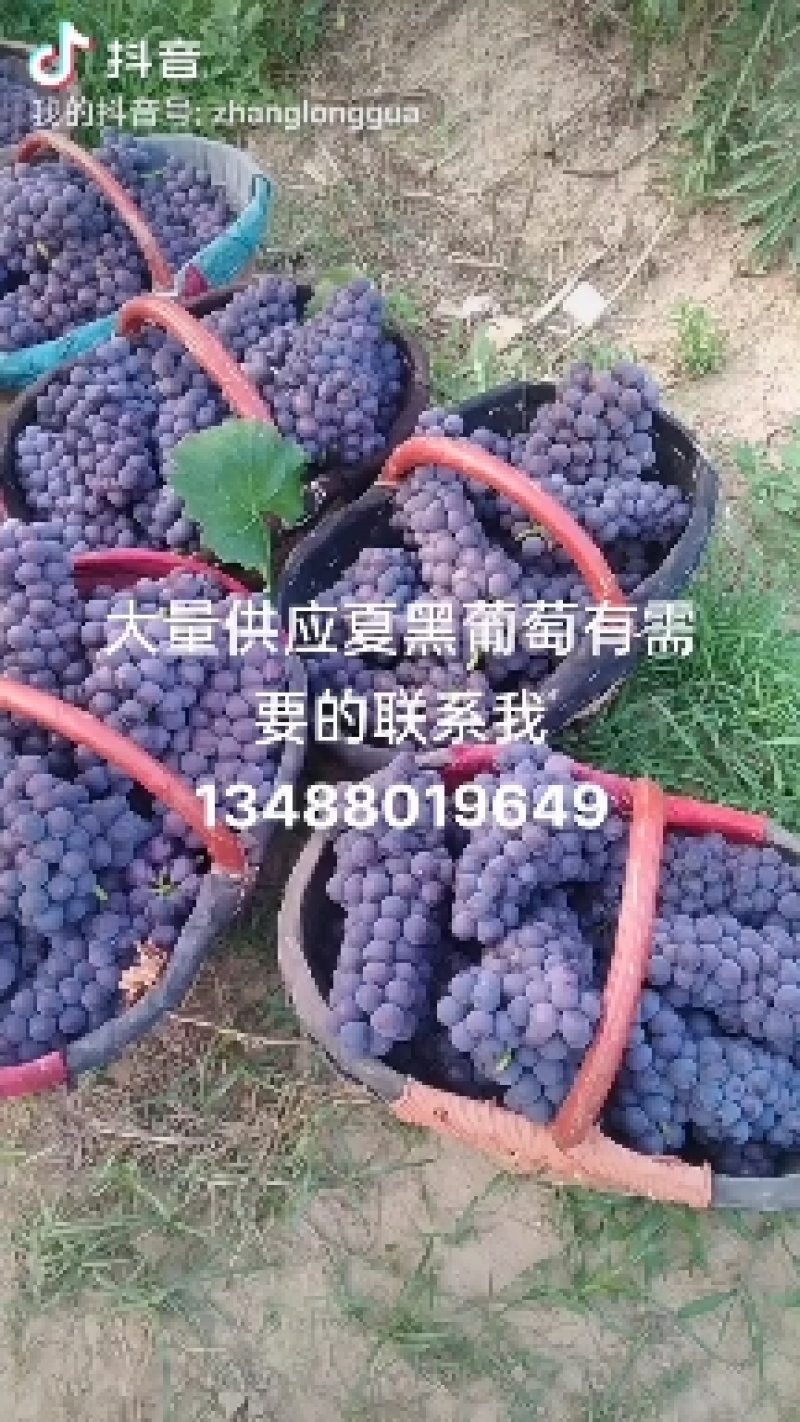 阳光玫瑰大量上市一手货源，万亩产地保证质量，以质量求生存