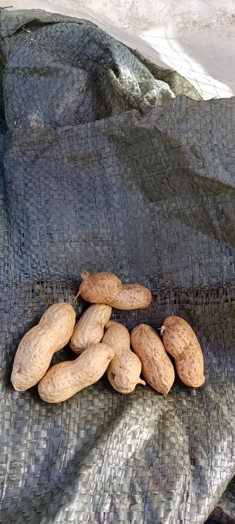 大量花生出售，海花，小日本，308，黑花生，欢迎客商来选