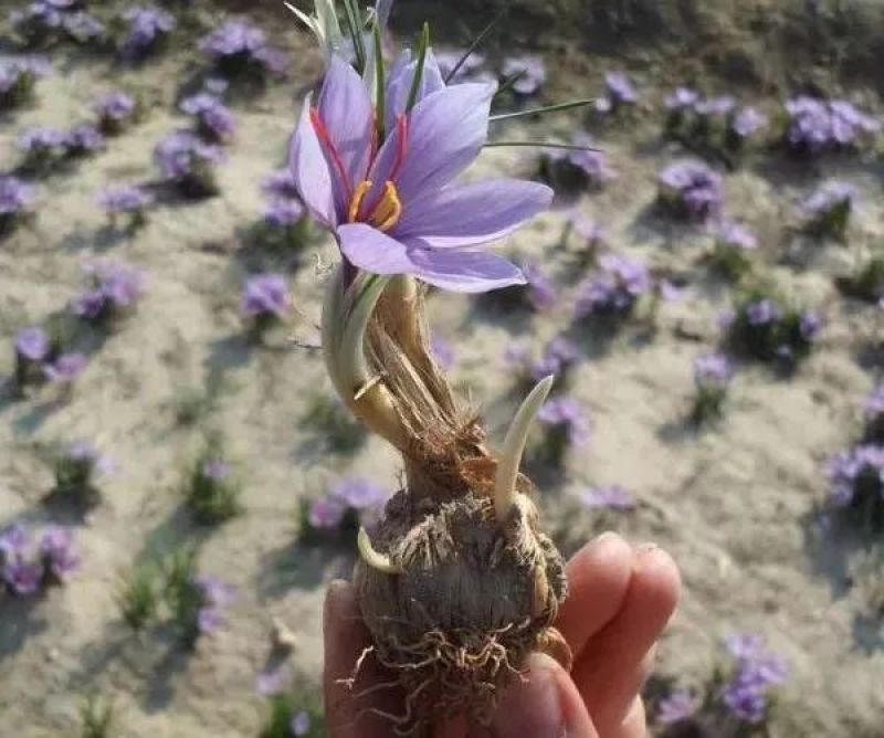 藏红花种球食用耐寒花卉种子冬季西红花苗球根植物盆栽番红花