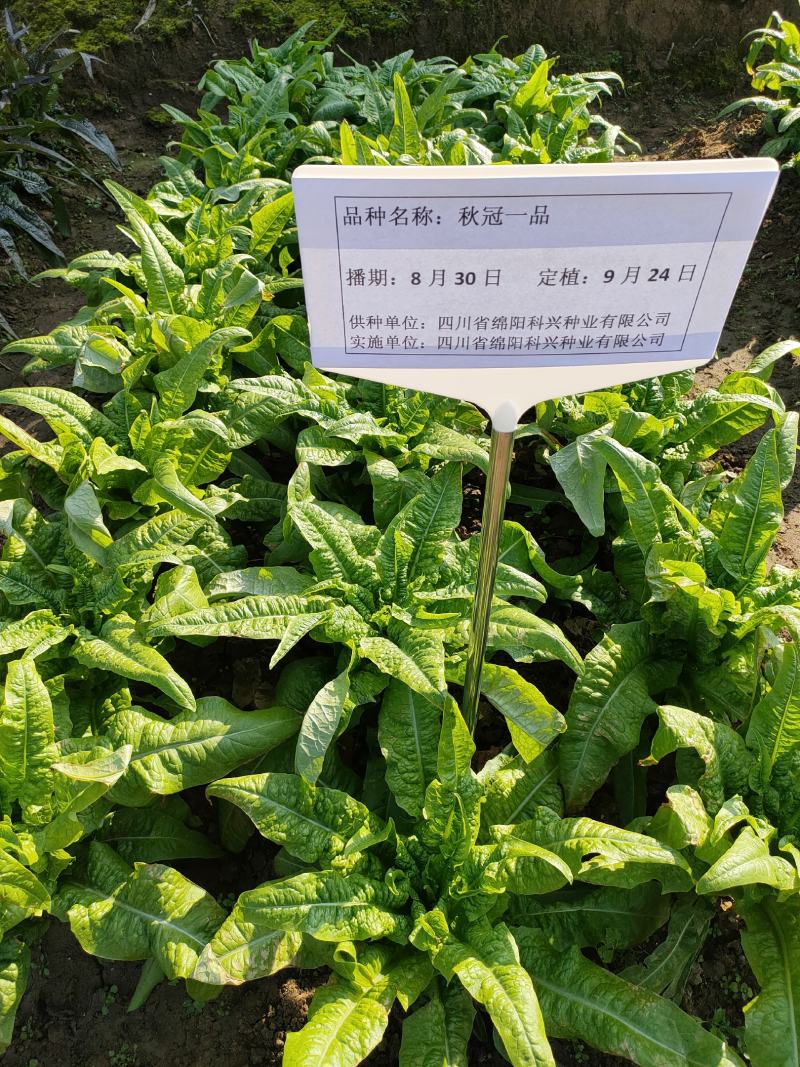 科兴春秋尖叶莴笋种子半耐热节稀肉绿(秋冠一品)30g