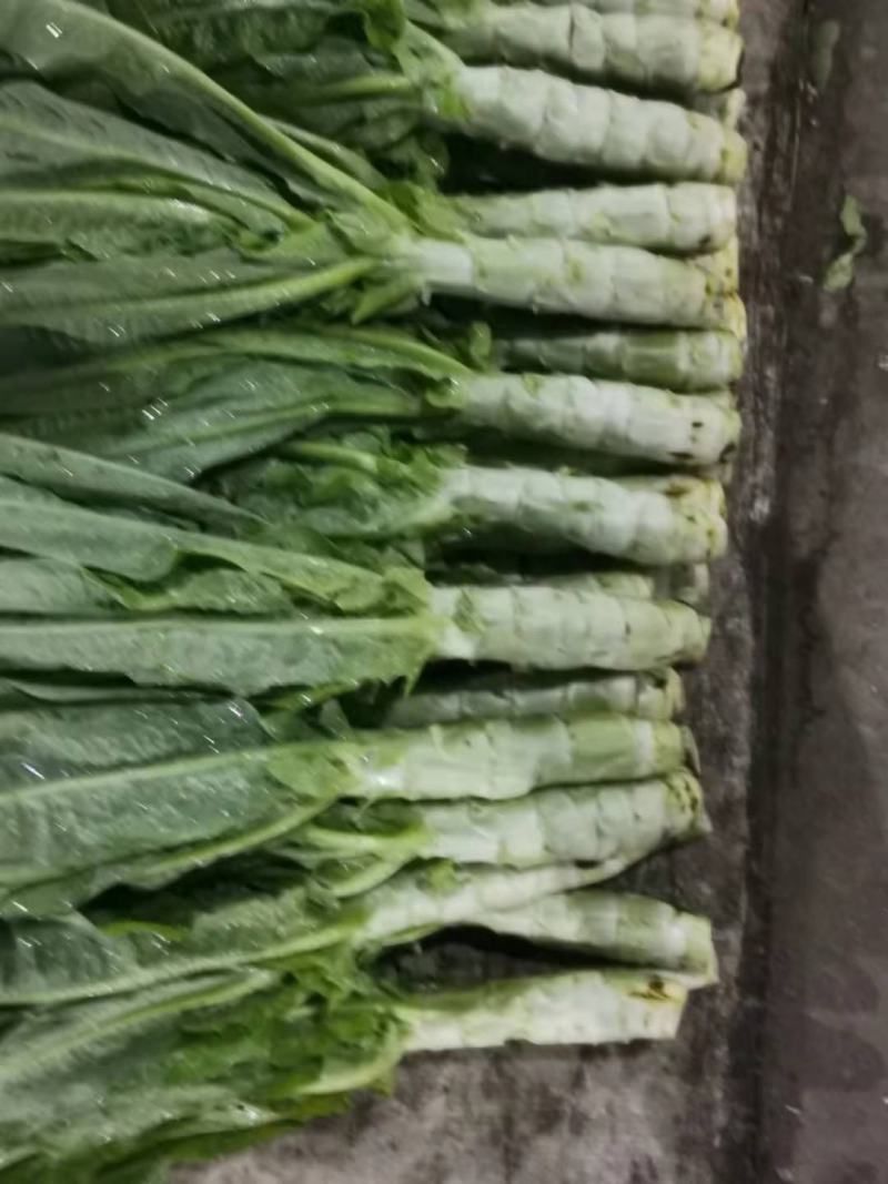 科兴春秋尖叶莴笋种子半耐热节稀肉绿(秋冠一品)30g