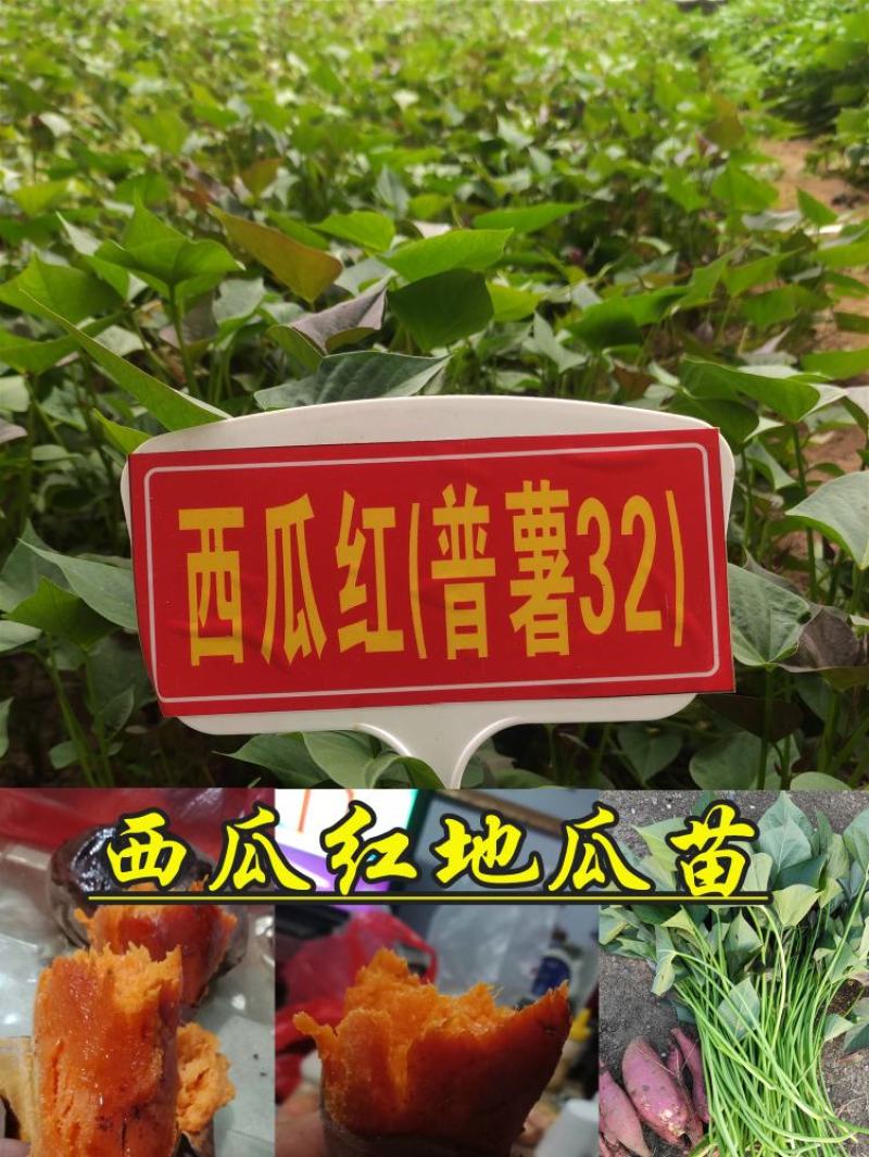 哈密红薯苗哈蜜红薯苗哈密地瓜苗冰糖心薯苗紫薯苗