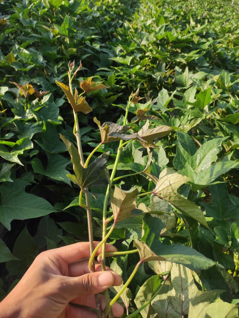 哈密红薯苗哈蜜红薯苗哈密地瓜苗冰糖心薯苗紫薯苗