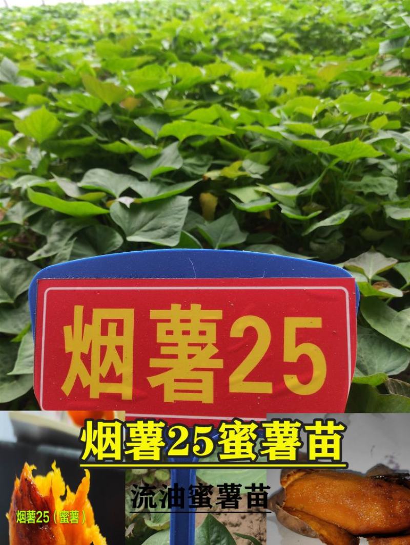 哈密红薯苗哈蜜红薯苗哈密地瓜苗冰糖心薯苗紫薯苗
