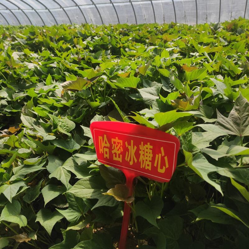 哈密红薯苗哈蜜红薯苗哈密地瓜苗冰糖心薯苗紫薯苗