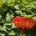 哈密红薯苗哈蜜红薯苗哈密地瓜苗冰糖心薯苗紫薯苗