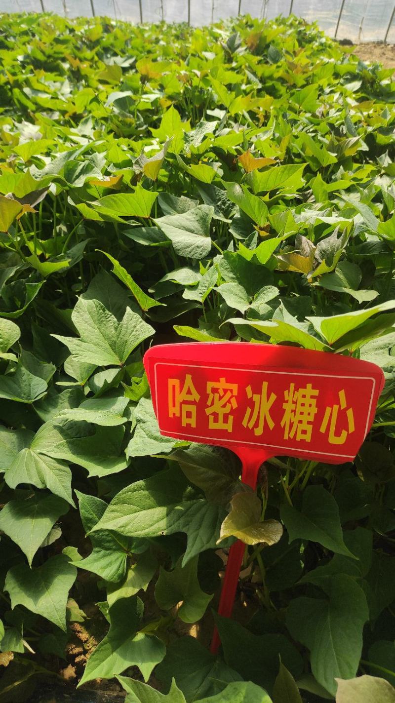 哈密红薯苗哈蜜红薯苗哈密地瓜苗冰糖心薯苗紫薯苗