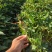 哈密红薯苗哈蜜红薯苗哈密地瓜苗冰糖心薯苗紫薯苗