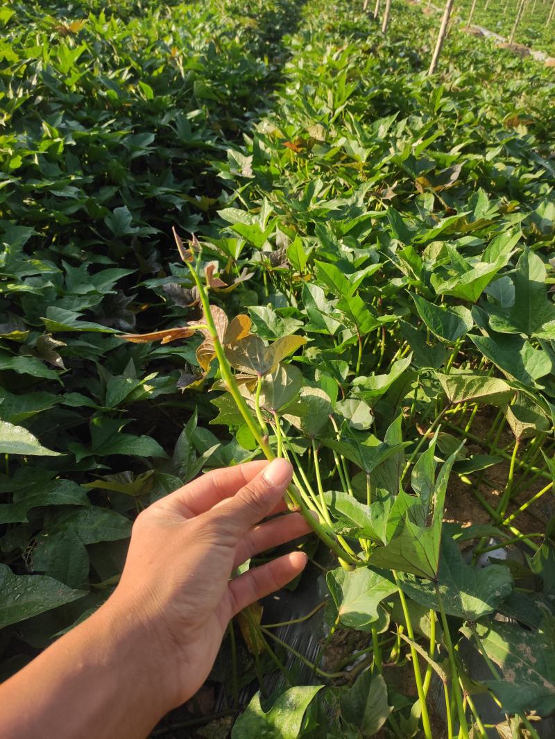 哈密红薯苗哈蜜红薯苗哈密地瓜苗冰糖心薯苗紫薯苗