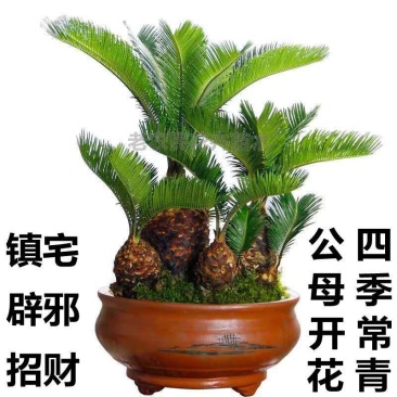 铁树苗小叶苏铁多头铁子母绿植净化空气客厅摆件