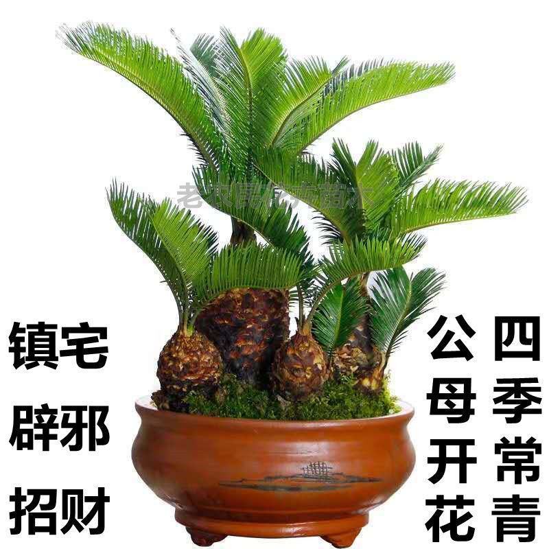 铁树苗小叶苏铁多头铁子母绿植净化空气客厅摆件