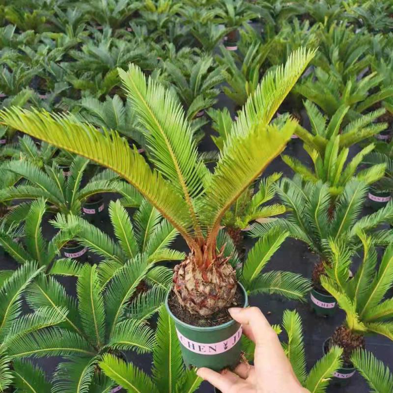 铁树苗小叶苏铁多头铁子母绿植净化空气客厅摆件