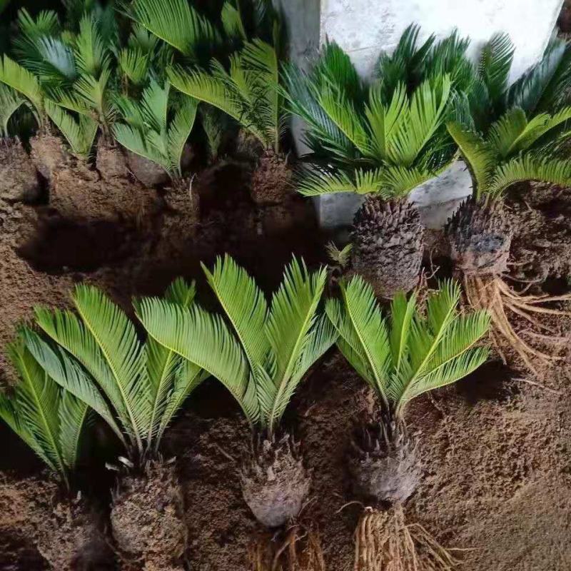 铁树苗小叶苏铁多头铁子母绿植净化空气客厅摆件