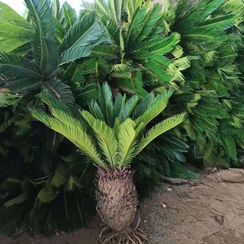 铁树苗小叶苏铁多头铁子母绿植净化空气客厅摆件