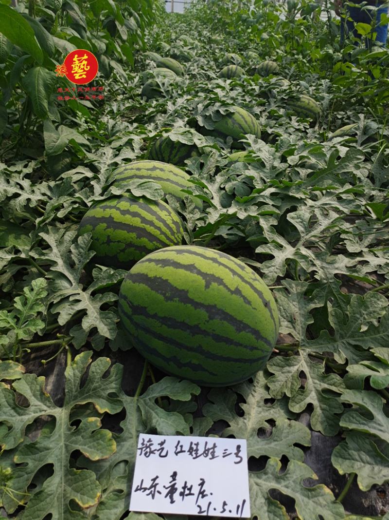 豫艺红娃娃3号甜王西瓜种子豫艺种业大果甜王优秀西瓜品种