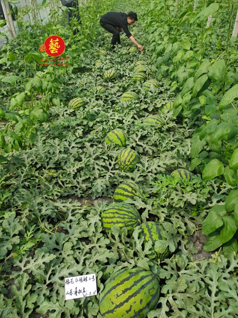 豫艺红娃娃3号甜王西瓜种子豫艺种业大果甜王优秀西瓜品种