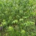 菊花桃，6～12公分，有需要老板联系，