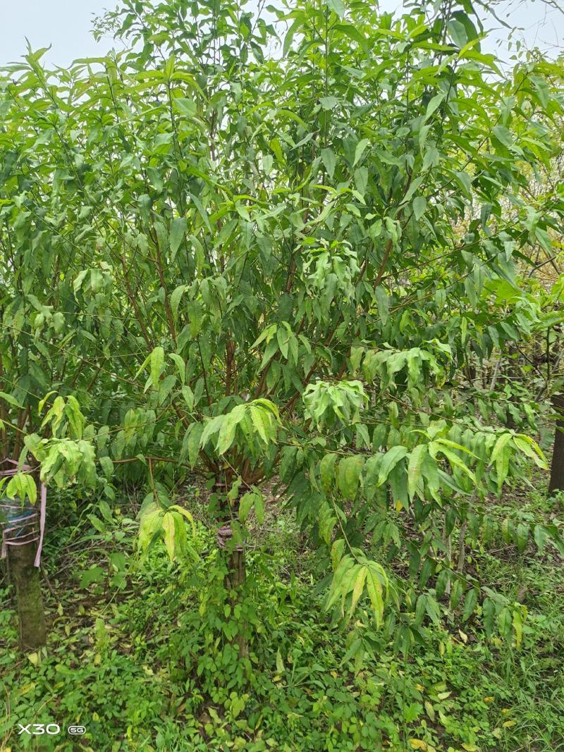 菊花桃，6～12公分，有需要老板联系，