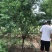 菊花桃，6～12公分，有需要老板联系，