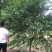 菊花桃，6～12公分，有需要老板联系，