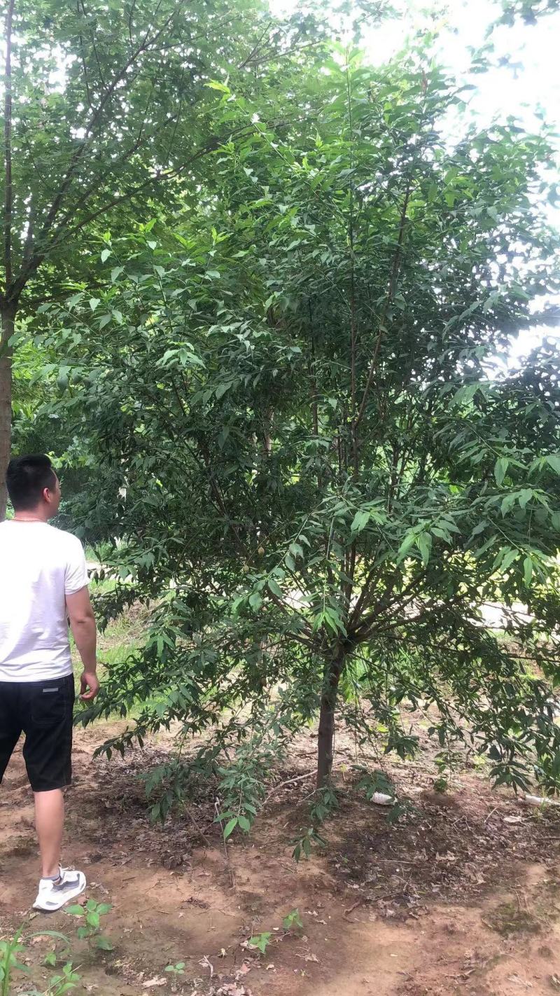 菊花桃，6～12公分，有需要老板联系，