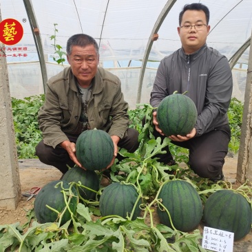 豫艺黑娃二号西瓜种子黑皮大红瓤耐低温早熟口感好