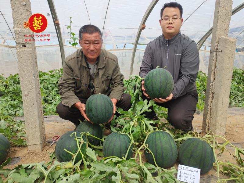豫艺黑娃二号西瓜种子黑皮大红瓤耐低温早熟口感好