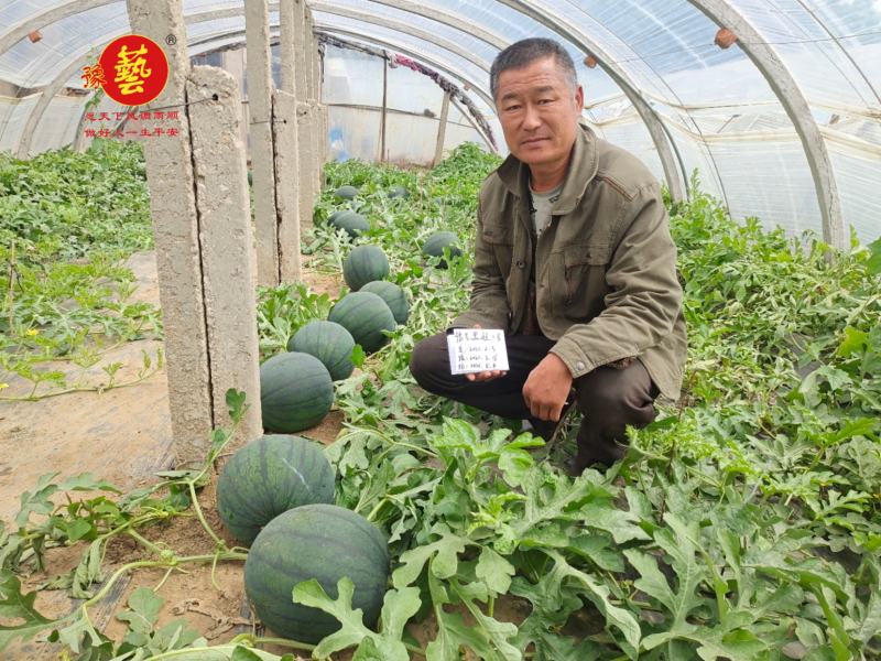 豫艺黑娃二号西瓜种子黑皮大红瓤耐低温早熟口感好