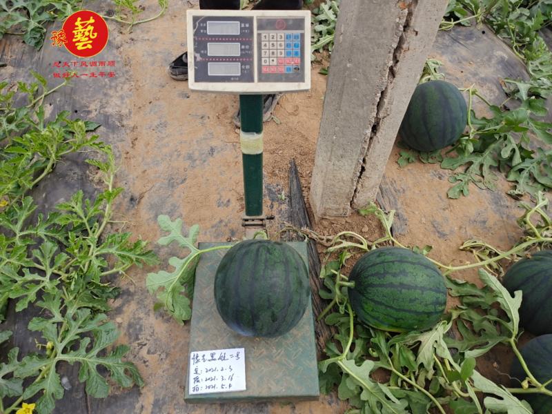 豫艺黑娃二号西瓜种子黑皮大红瓤耐低温早熟口感好