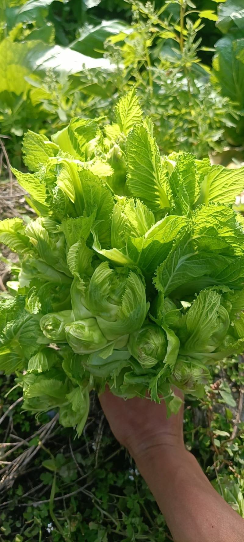 万吨儿菜，抱儿菜，千亩基地，货源充足，颜色青秀，单颗2斤