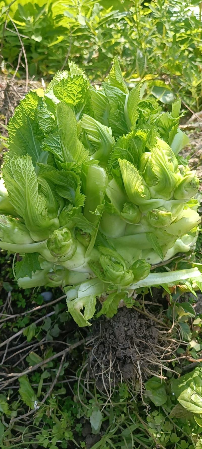 万吨儿菜，抱儿菜，千亩基地，货源充足，颜色青秀，单颗2斤