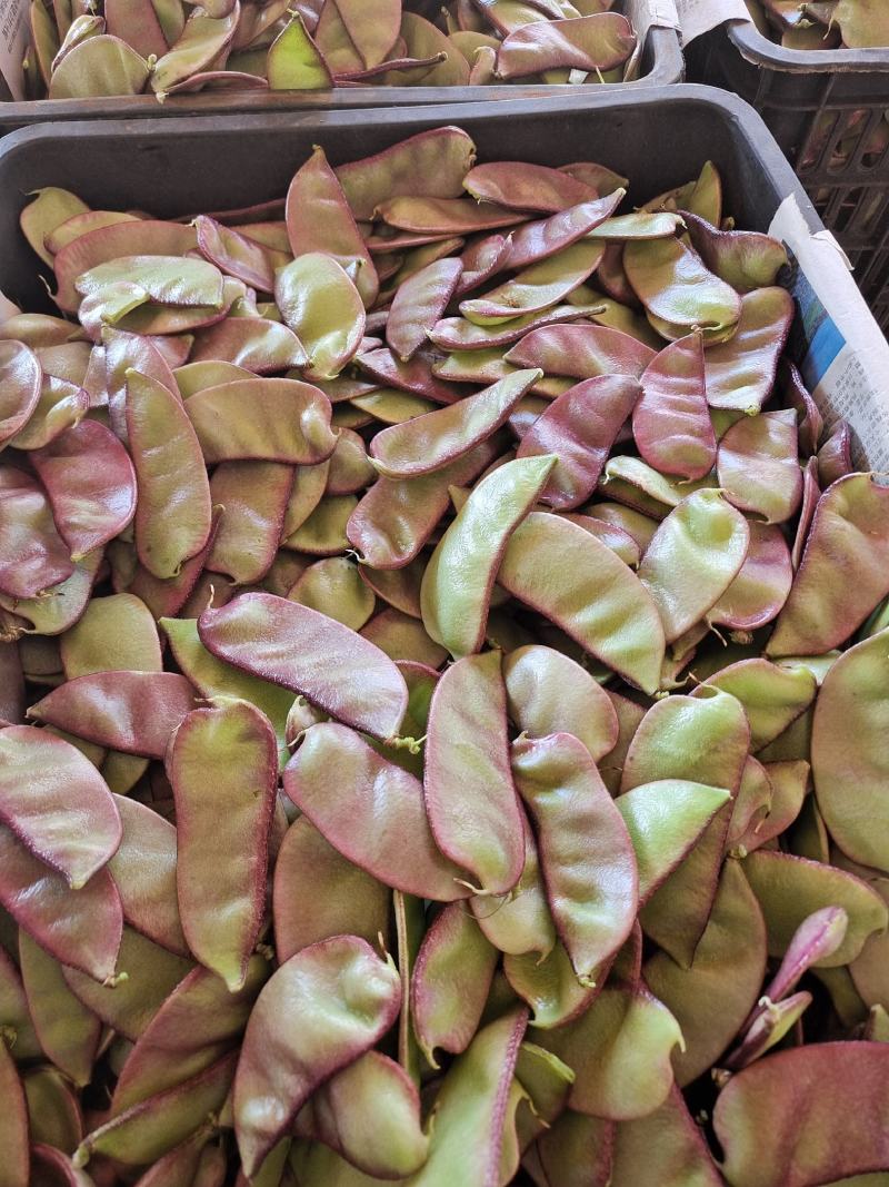 新鲜蛾眉豆青扁豆农家露天猪耳朵嫩豆角现摘现发应季蔬菜
