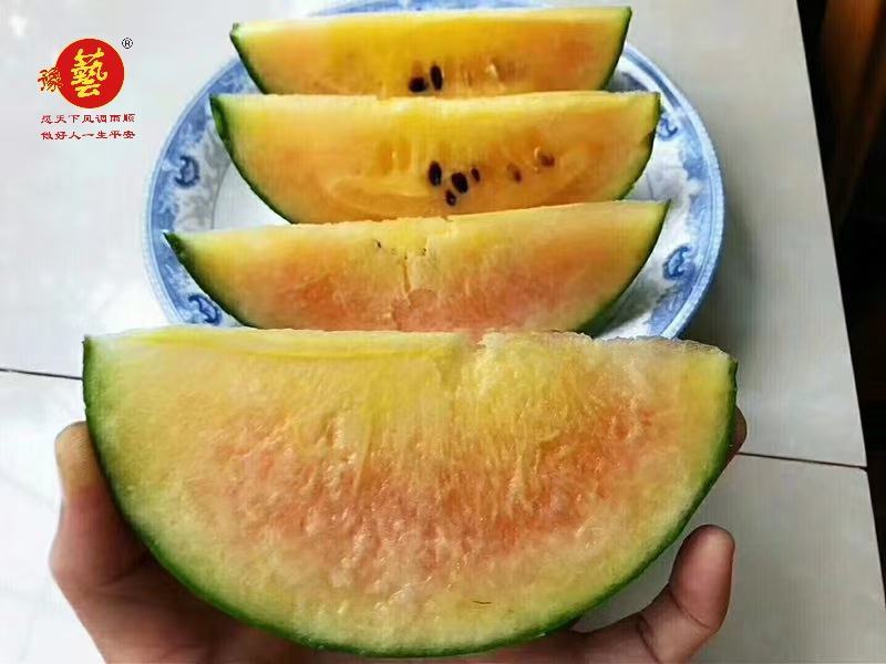 彩虹瓜之宝西瓜种子豫艺种业正宗彩虹西瓜口感酥脆冰淇淋味道