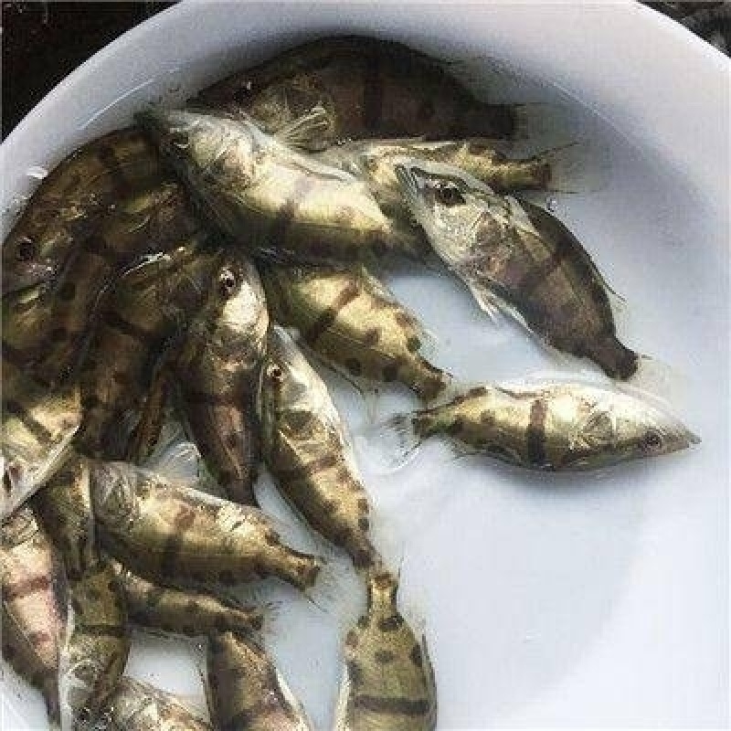 桂鱼苗/桂花鱼苗/鳜鱼苗/季花鱼苗/鳌花鱼苗/翘嘴鳜鱼苗