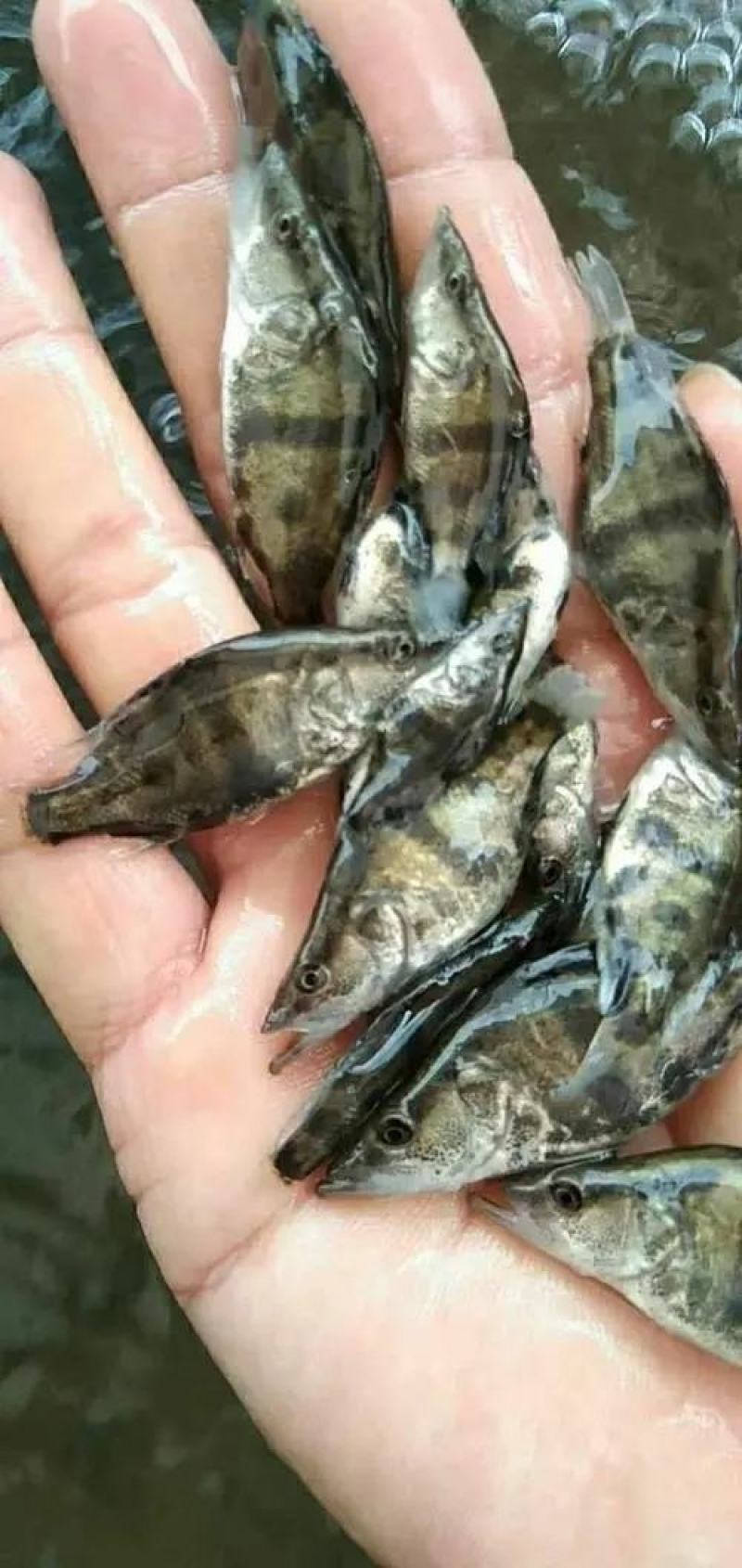 桂鱼苗/桂花鱼苗/鳜鱼苗/季花鱼苗/鳌花鱼苗/翘嘴鳜鱼苗