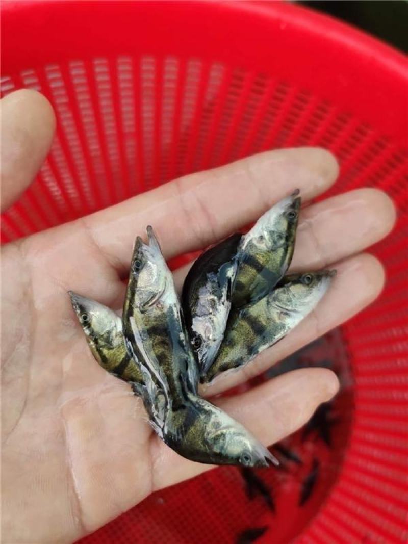 桂鱼苗/桂花鱼苗/鳜鱼苗/季花鱼苗/鳌花鱼苗/翘嘴鳜鱼苗