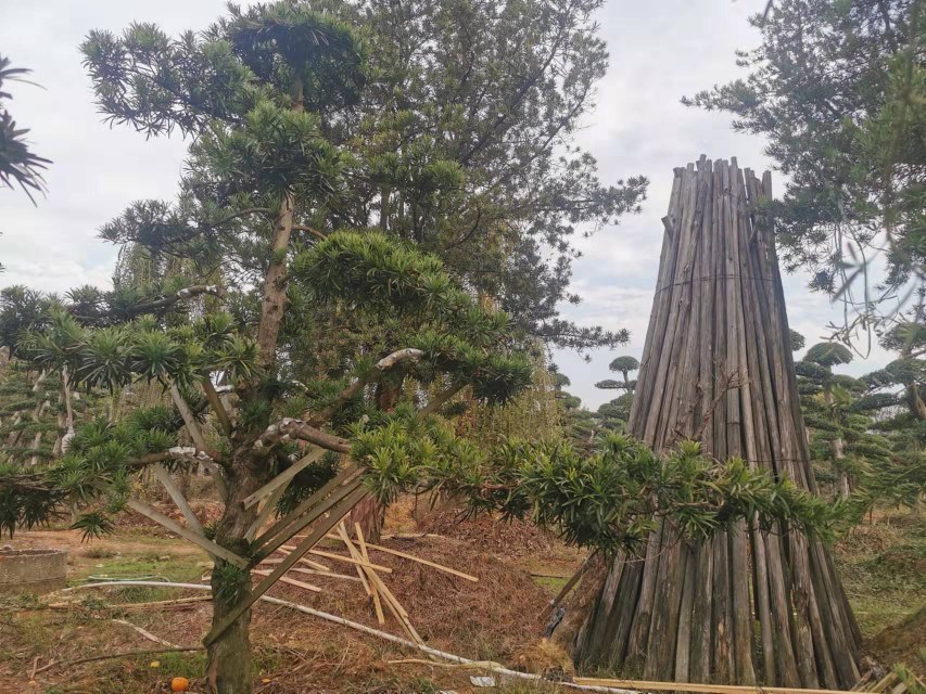 图表展示罗汉松在春、夏、秋、冬四个季节的推荐浇水频率、最佳时间及注意事项,配以温度区间和降水图标 地栽罗汉松四季浇水周期图示