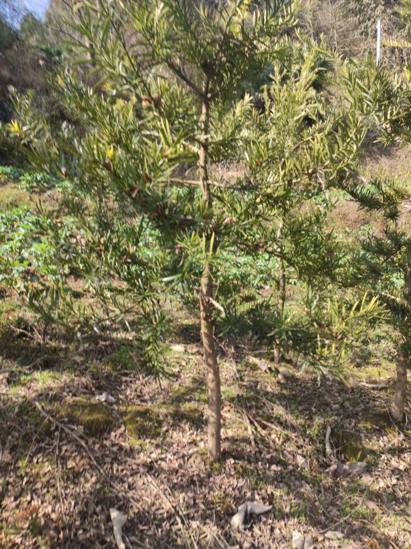 地径6-8罗汉松(未造型或轻度造型树)低价出售
