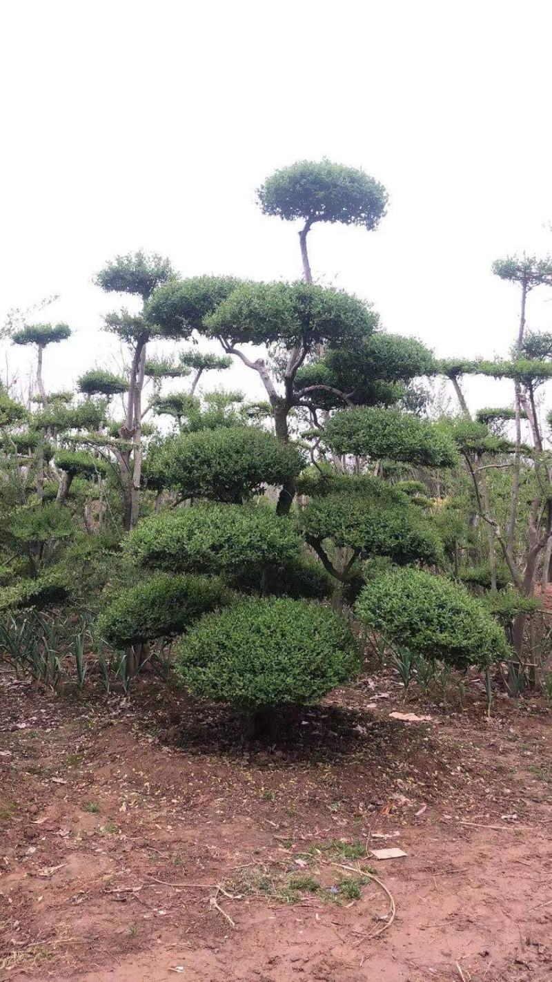 女贞造型，河南鄢陵货源，有需要的老板联系