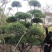 女贞造型，河南鄢陵货源，有需要的老板联系