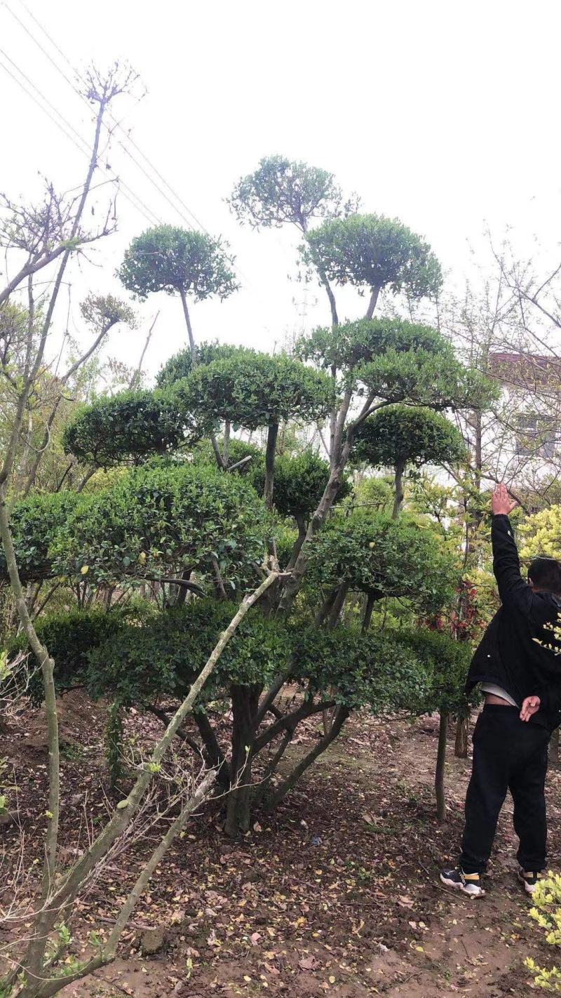 女贞造型，河南鄢陵货源，有需要的老板联系