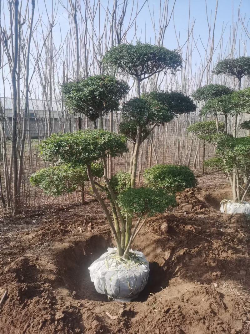 女贞造型，河南鄢陵货源，有需要的老板联系