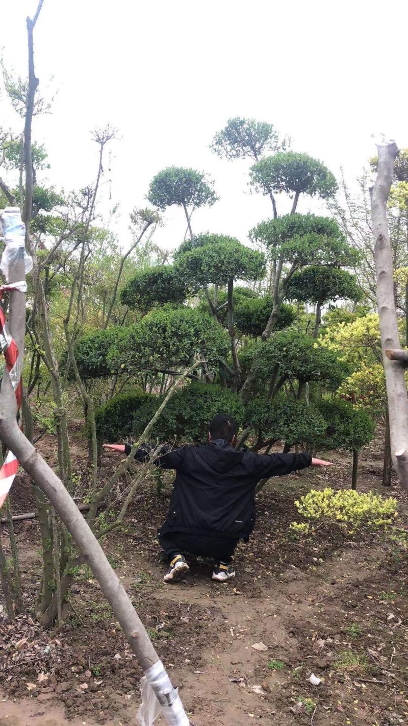 女贞造型，河南鄢陵货源，有需要的老板联系