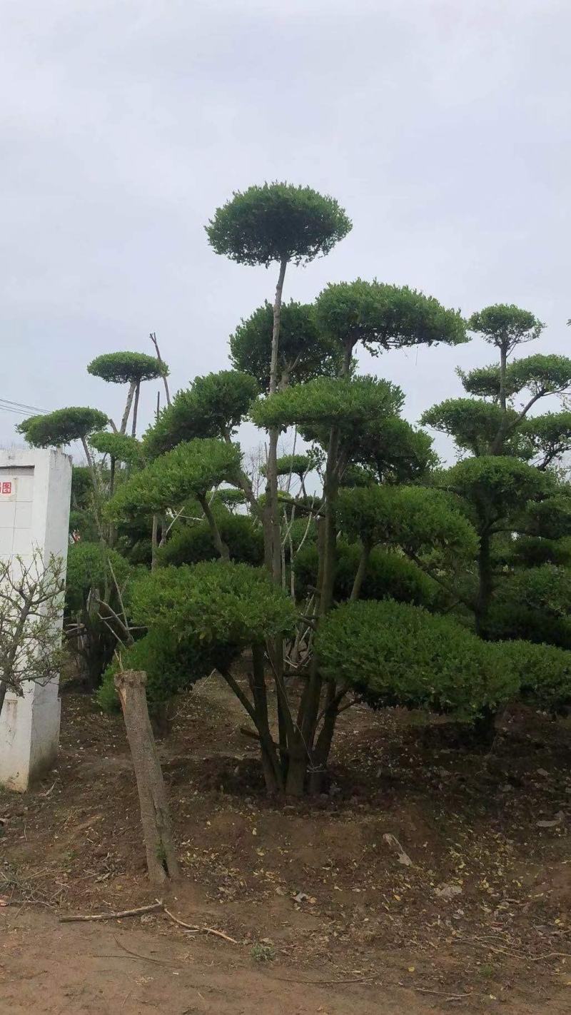 女贞造型，河南鄢陵货源，有需要的老板联系