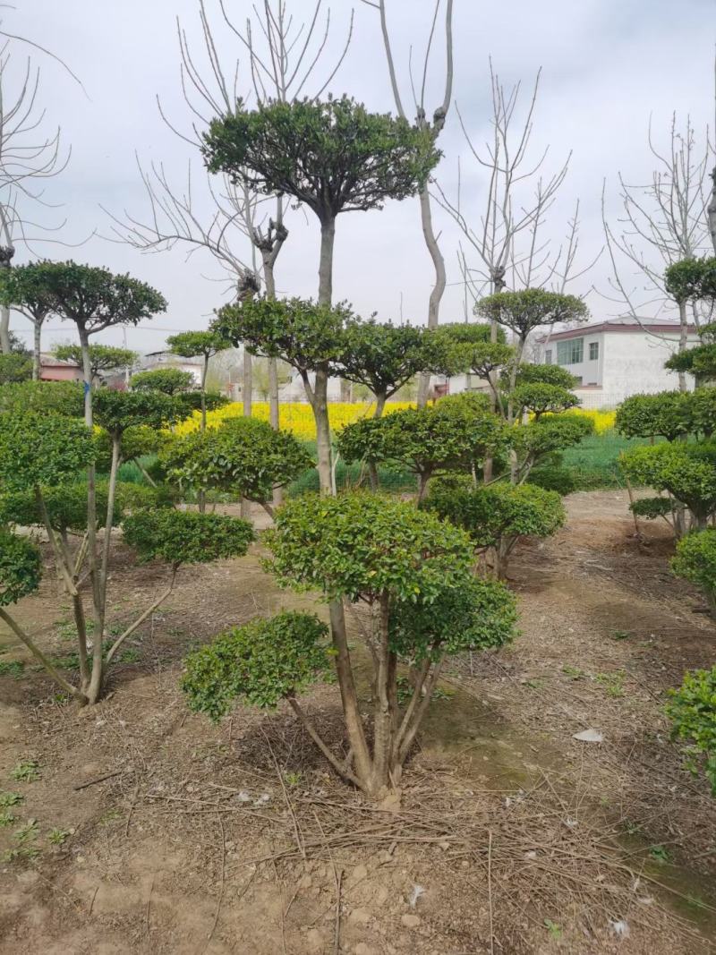 女贞造型，河南鄢陵货源，有需要的老板联系
