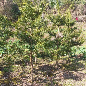 地径6-8罗汉松(未造型或轻度造型树)低价出售