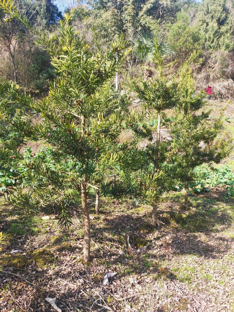 地径6-8罗汉松(未造型或轻度造型树)低价出售