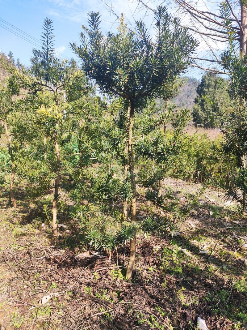 地径6-8罗汉松(未造型或轻度造型树)低价出售